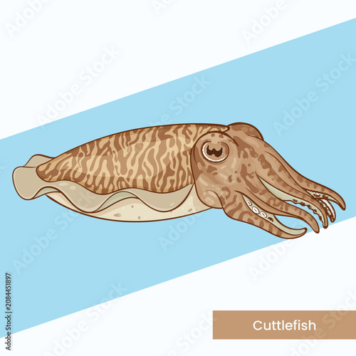 Detailed vector artwork of a cuttlefish with realistic skin patterns. Perfect for marine biology resources, underwater wildlife posters, and scientific educational materials.