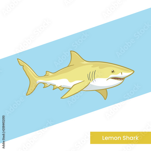 A detailed vector illustration of a lemon shark, known for its distinctive yellowish skin. Perfect for marine biology education, children's books, and aquatic wildlife themes.