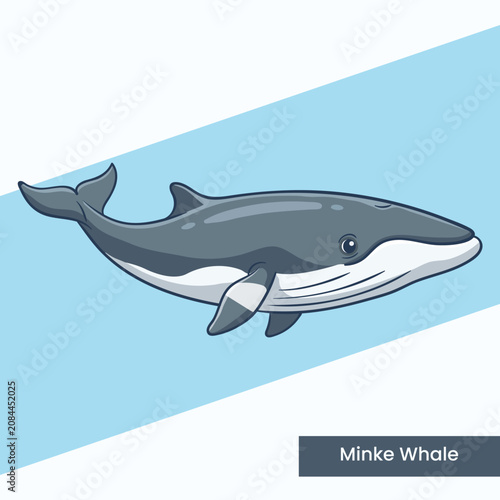 High-quality vector illustration of a minke whale. Great for ocean wildlife posters, educational materials on marine mammals, and environmental awareness campaigns.
