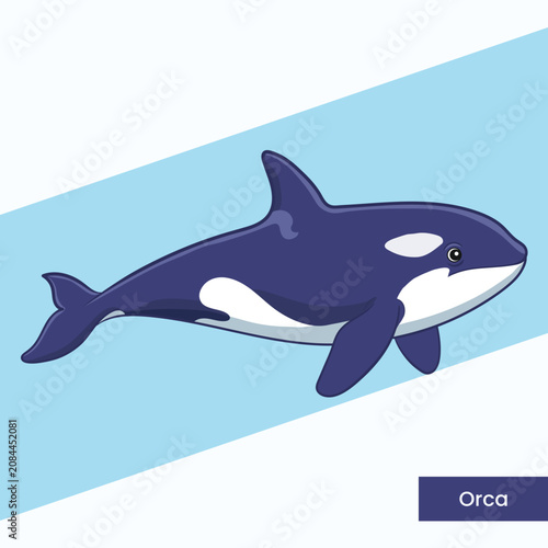High-quality vector illustration of an orca killer whale. This recognizable marine predator graphic is ideal for aquarium signage, children's books, and ocean conservation materials.