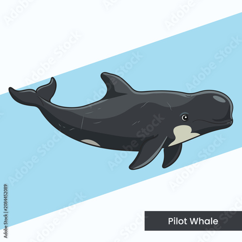 A detailed vector illustration of a pilot whale showcasing its unique bulbous head. Perfect for educational marine life guides, wildlife infographics, and aquatic themed designs.