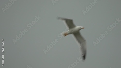 Seagull flying sky, single wild bird gliding through gray clouds during overcast day in nature environment