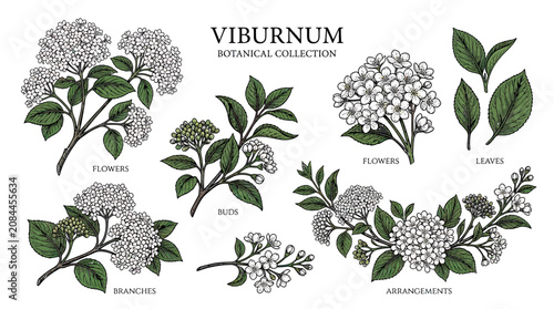 Cuadro en lienzo Viburnum Botanical Illustration: Flowers, Leaves, Branches, and Arrangements