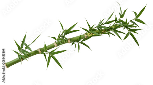 Obraz na płótnie Green bamboo stalk with delicate leaves, isolated on transparent background