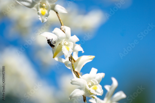 Close-up of white orchid flowers and insect in spring sunshine