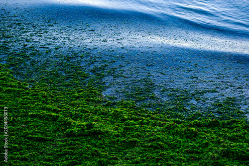Vast and impressive spread of incredibly vivid green algae completely blanketing the shallow shoreline water surface changing the natural marine color palette into a vibrant green.