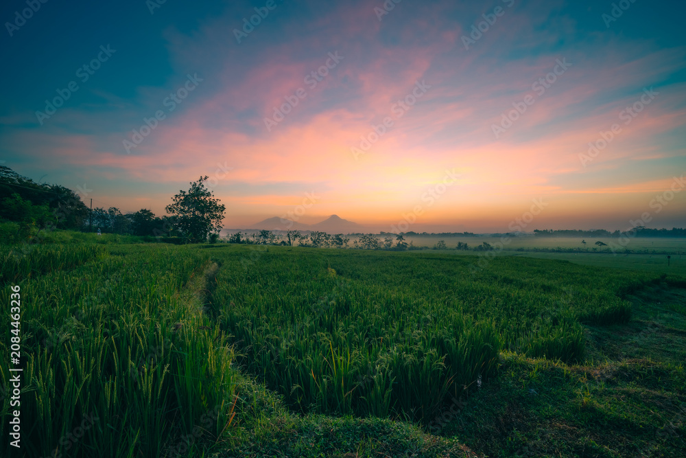 Fototapeta premium sunrise over the field
