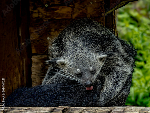 Fotografía Malayan sun bear (Helarctos malayanus), small bear with short black fur and dist
