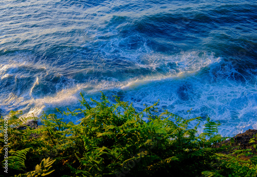 Foto Vibrant green coastal ferns and vegetation growing on a cliff overlooking the re