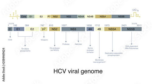 HCV is the virus that causes hepatitis C in humans; here are the details of its genome.
