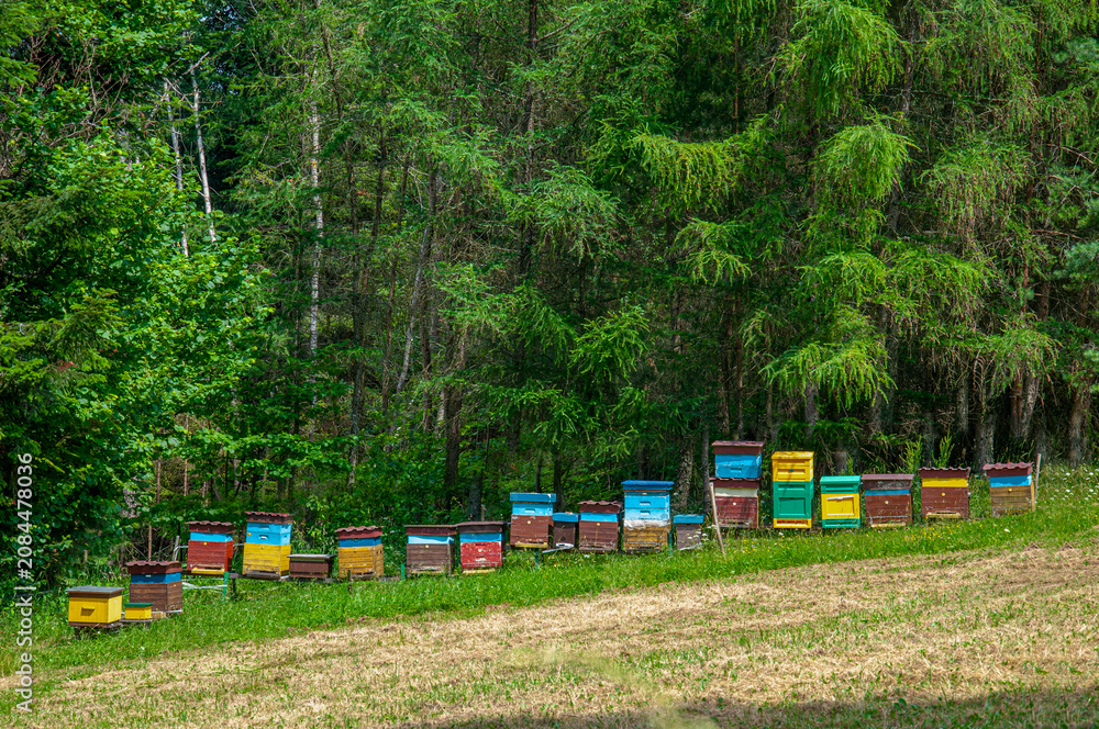 Fototapeta premium Bee hives in a forest clearing surrounded by green coniferous trees. Natural honey production in a peaceful woodland apiary. Landscape featuring traditional beehives in a pristine forest environment.