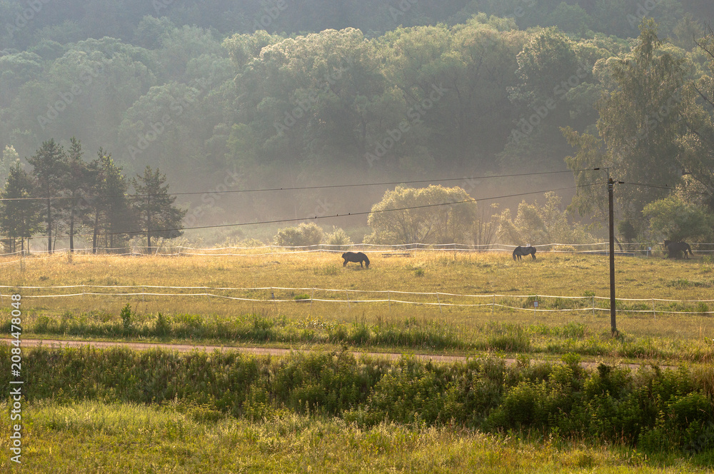 Fototapeta premium Pasture with grazing bay horses in the morning sunlight. Summer rural landscape featuring domestic chestnut equines feeding on a paddock against a lush forest backdrop. Peaceful countryside scene.