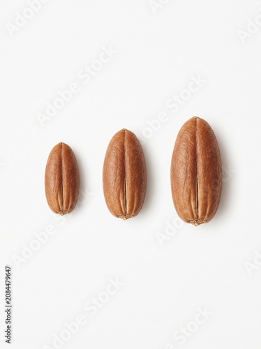 Date Palm Seed Size Comparison – Phoenix dactylifera Scientific Botanical Illustration