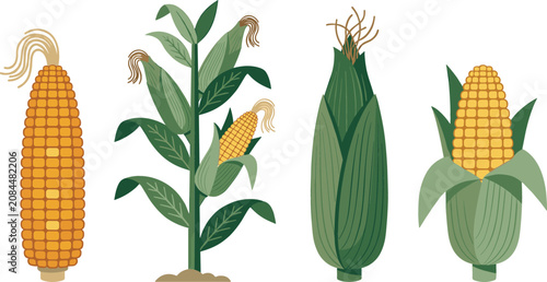 Bild auf Leinwand Fresh corn growth stage and harvest set vector illustration featuring sweetcorn stalk raw ear cob with husk isolated on white background