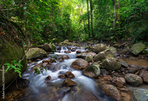 Serene mountain stream cascading over rocks in a dense jungle forest landscape