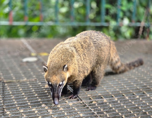 Fotografie Wild Coati Walking On Metal Grate Platform