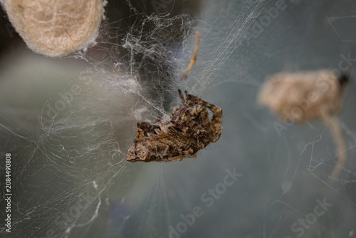 Quadro su tela araña