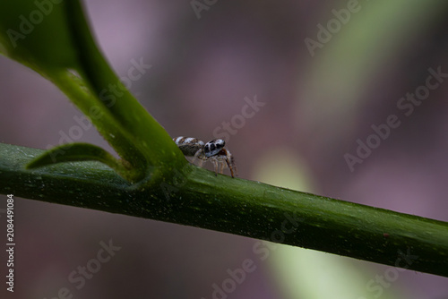Foto araña