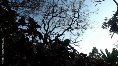 Silhouetted bare tree branches against a blue sky in a garden trees silhouette