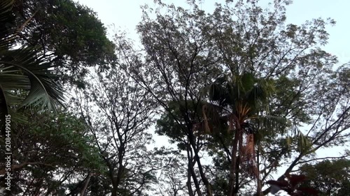 Low angle view of tall tree branches against a clear sky trees nature outdoors