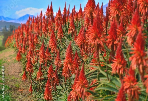 red corn field An expansive shrub bed of mature Candelabra aloes (Aloe arborerescens) 