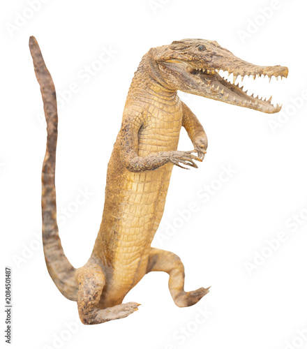 Crocodile taxidermy isolated on transparent background.
