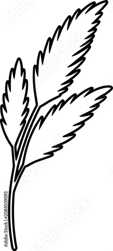 Tableau sur toile Black and white illustration of feathery plant leaves on a stem