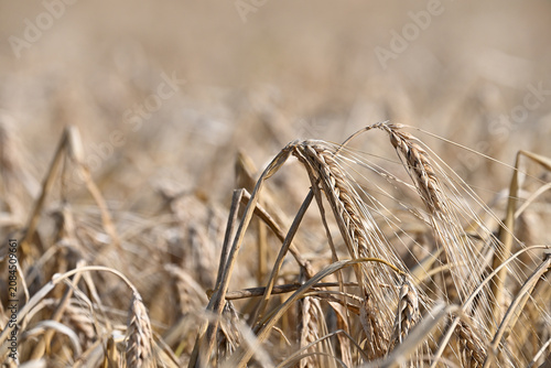 Foto Céréales escourgeons agriculture