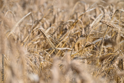 Foto Céréales escourgeons agriculture