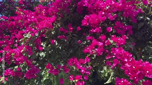 Vibrant pink bougainvillea flowers blooming in the sunlight in Portugal, colorful tropical blossoms as  nature background in 4K