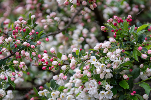 Fotografia Every branch tells the story of spring's arrival as rosy buds unfold into delicate white blossoms
