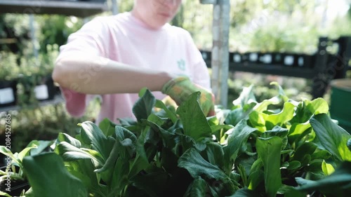 A professional female gardener works in a garden center or nursery, caring for plants, overseeing watering, fertilizing, pruning, replanting, and pest control. She ensures the plants are healthy