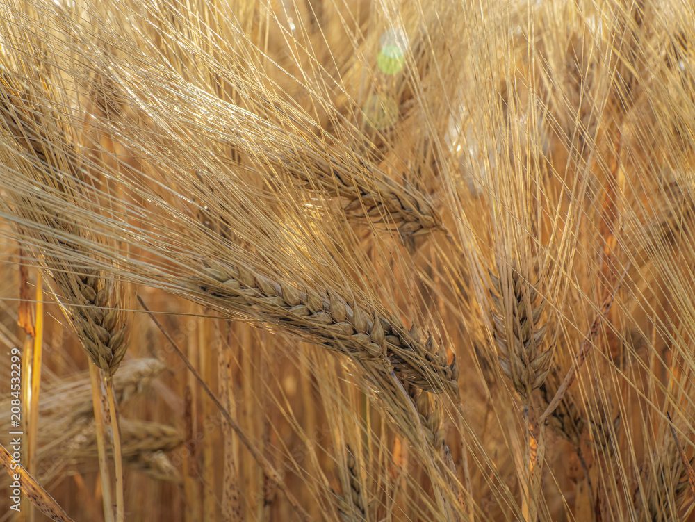 Fototapeta premium Golden Barley Field Close-Up With Ripening Grain Heads Swaying In Summer Harvest Breeze
