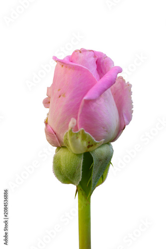 Beautiful fresh delicate pink rosebud izolated on transparent background. Close-up.