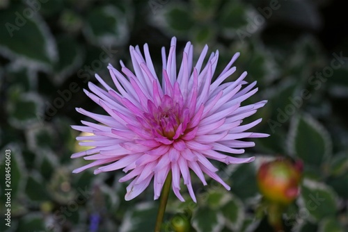 purple thistle flower