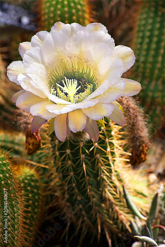 cactus flower in bloom