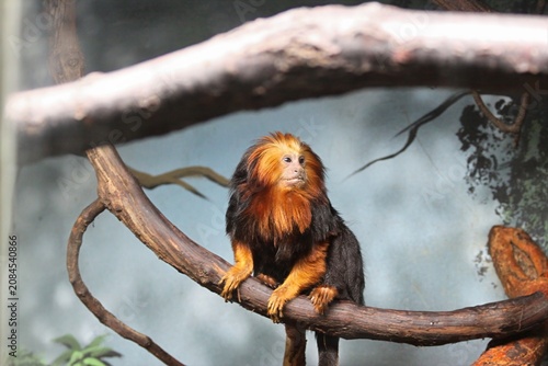monkey on tree