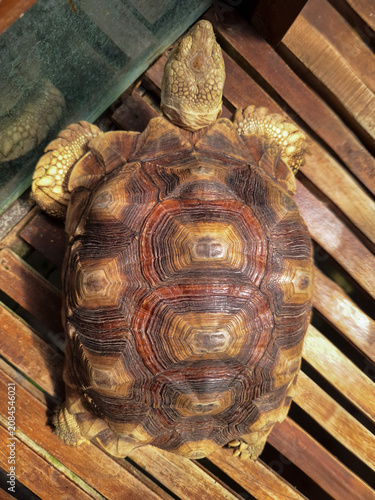 Obraz na plátně Majestic African Spurred Tortoise displaying textured shell on sunny wooden surf