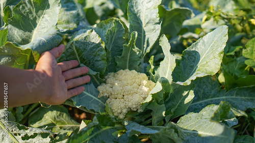 Photos A photo of a hand pointing at a cauliflower ready for harvest.