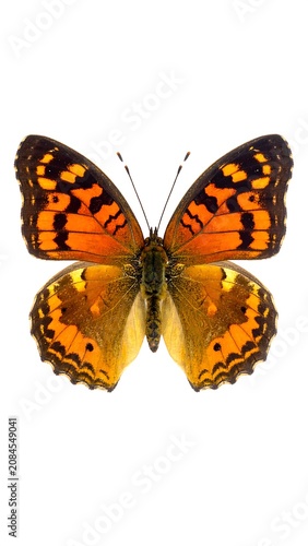 Vibrant orange and black butterfly on white
