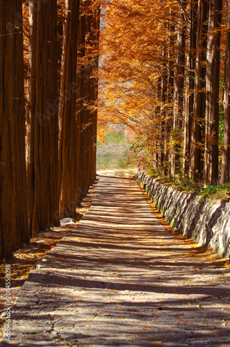 Scenery view of warm outdoor in autumn season,Red pine tree for background