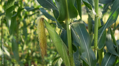 Corn silk is yellow or light green on young ears. These silk strands function as stigmas to receive pollen.