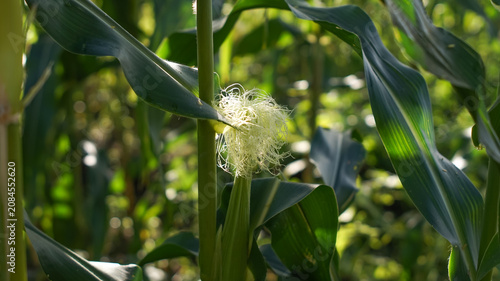 Corn silk is yellow or light green on young ears. These silk strands function as stigmas to receive pollen.