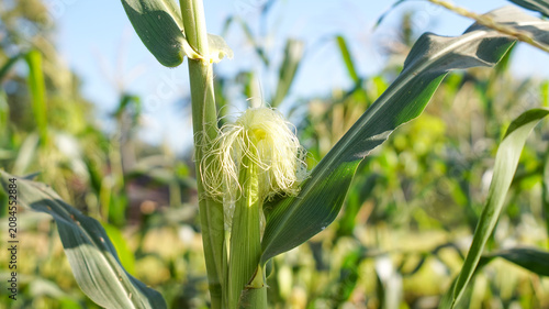 Corn silk is yellow or light green on young ears. These silk strands function as stigmas to receive pollen.