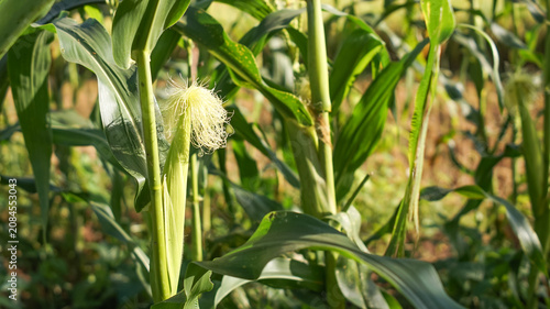 Corn silk is yellow or light green on young ears. These silk strands function as stigmas to receive pollen.