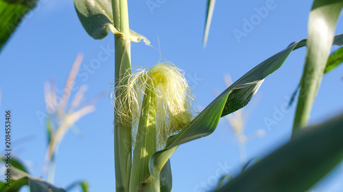 Corn silk is yellow or light green on young ears. These silk strands function as stigmas to receive pollen.