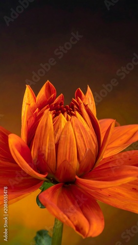 Vibrant orange flower bud, soft bokeh background