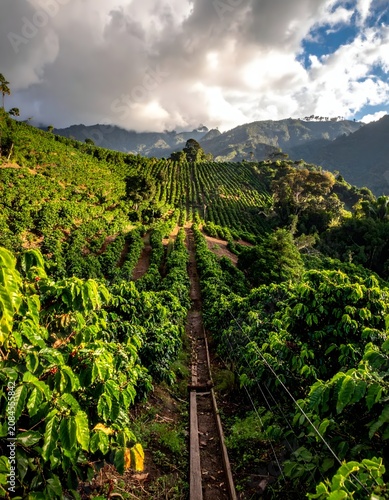 Lush green tea plantation with misty mountains backdrop.