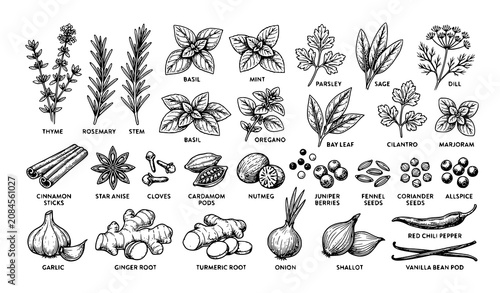 Bild auf Leinwand Vintage Hand Drawn Herbs and Spices Vector Collection for Packaging