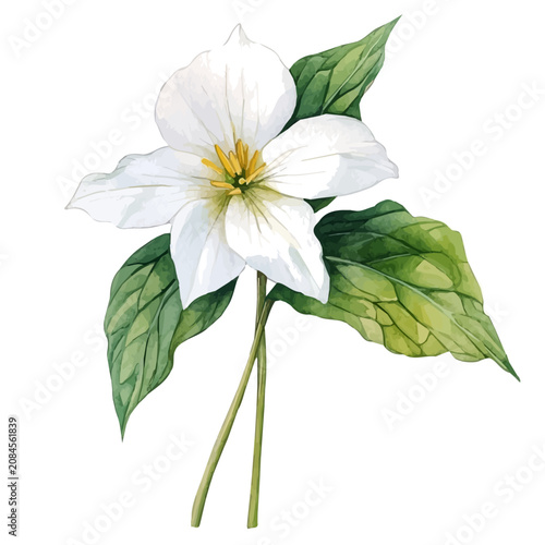 фотографія Trillium Flower, soft and charming watercolor, isolated on a white background, delicate and elegant style